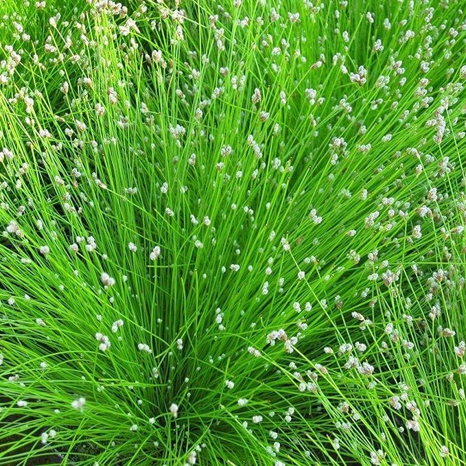 Chalily Fiber Optic Rush, a Great Live Pond Plant for Your Water Garden. Filters koi and Goldfish Ponds. Good for Bogs, Plant Shelf or Shallow Water This marginal Aquatic is a Real Beauty