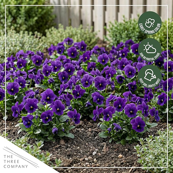 Live Healthy Flowering Pansies - Purple Blotch (4 Plants Per Pack), Beautiful Winter Color, 6" Tall by 4" Wide in 1 Pint Square Pot