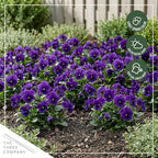 Live Healthy Flowering Pansies - Purple Blotch (4 Plants Per Pack), Beautiful Winter Color, 6" Tall by 4" Wide in 1 Pint Square Pot
