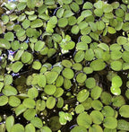 12 Water Spangles (Salvinia Minima) Live Floating Plants for Aquarium or Pond by TMDFishKeeping