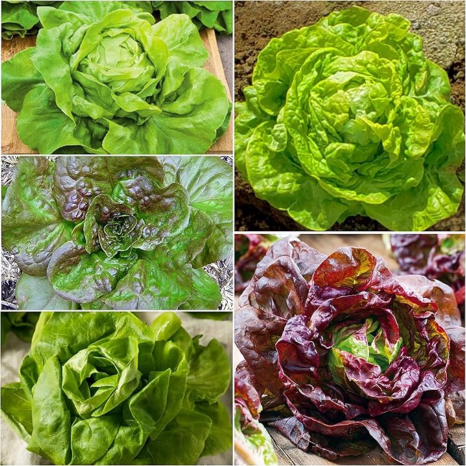 Seed Needs Butterhead Lettuce Seeds Variety Pack for Planting a Collection of 5 Individual Varieties - Packets Includes Buttercrunch, Marvel of 4 Seasons, Bronze Mignonette & More