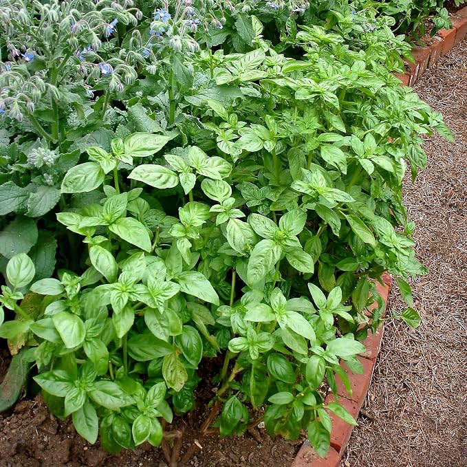 Bonnie Plants Sweet Basil Plug, Live Plant, for Salads, Drinks, Asian and Italian Dishes, Full Sun, 3 Cubic in., 6 Pack