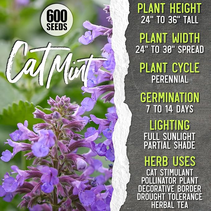 Seed Needs Herb Seeds for Planting a Collection of 6 Medicinal Herbs - Non-GMO Heirloom & Untreated Tea & Infusion Varieties (Chamomile, Lemon Balm, Spearmint, Anise Hyssop, Lemon Mint & Catmint)