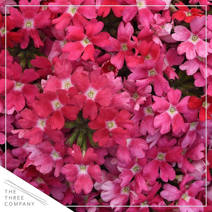 Live Flowering Verbena - Shades of Pink (3 Plants Per Pack) - Healthy Flowering Plant - Beautiful Spring Color - 10" Tall by 5" Wide in 1Qt Pot