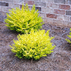 5 Gallon Southern Living Plant Collection Sunshine Ligustrum Privet Shrub
