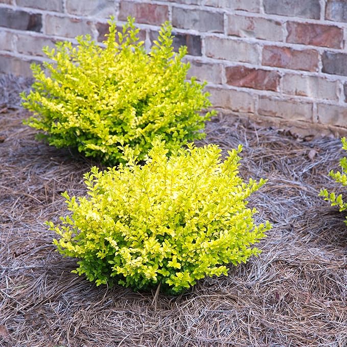 5 Gallon Southern Living Plant Collection Sunshine Ligustrum Privet Shrub
