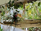 Live Air Plants – Flowering Tillandsia Cyanea, Giant 15-18" in a 4" Growers Pot - 1ct - Live Arrival Guaranteed - House Plants for Home Decor & Gift