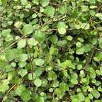 Wire Vine, Large Leaf, Live Plant, 4" Growers Pot