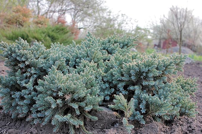 RedCrocus Blue Star Juniper- Compact Evergreen Conifer for Landscapes, Rock Gardens & Containers, Hardy in Zones 4-8, Drought-Tolerant, Pet-Safe 3 Gallon