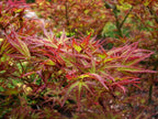 Dwarf Kamagata Japanese Maple Live Plant
