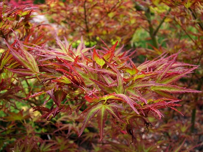 Kamagata Japanese Maple 1 - Year Live Tree