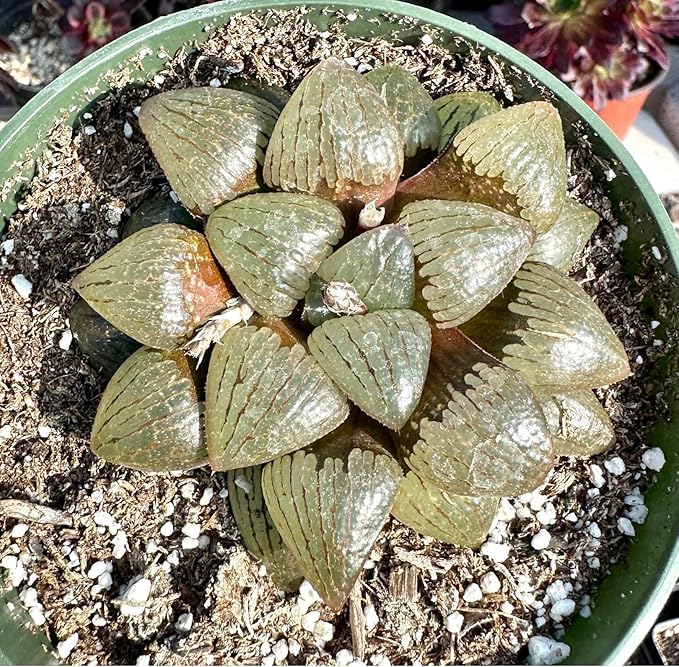 Rare Haworthia Emelyae VAR. Comptoniana Oyayubihime - Succulent Plants – Unique Varieties | Live Indoor Plants | Low-Maintenance | Great for Collectors, Home, Office, and Gifts