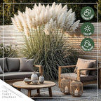 Live Ornamental Pampas Grass (Cortaderia selloana) - White (2 Pack) - Perennial Accent Plant - 10" Tall by 5" Wide in 1.5 Qt Pot