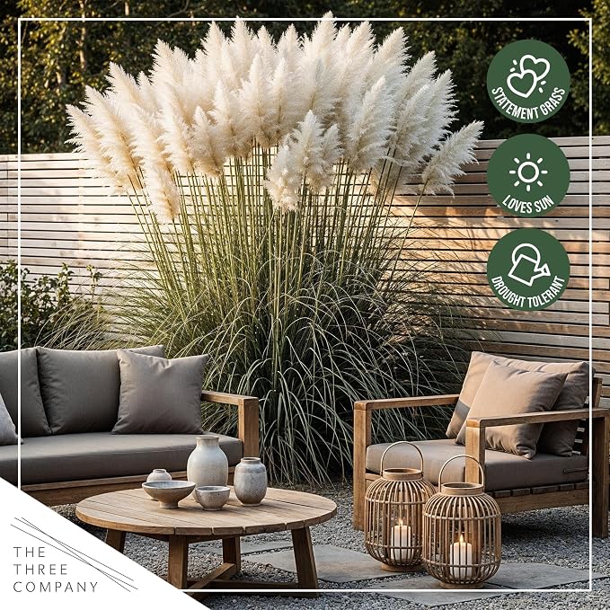 Live Ornamental Pampas Grass (Cortaderia selloana) - Assorted Pink and White (2 Pack) - Perennial Accent Plant - 10" Tall by 5" Wide in 1.5 Qt Pot