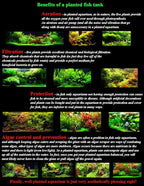 Anubias + Hornwort + Amazon Sword + Java Moss - 4 Types of Easy/Beginner Live Aquarium Plants - Great Selection for Any Tank! Instantly Beautify Your Tank with These Stunning Live Plants! BUY2GET1