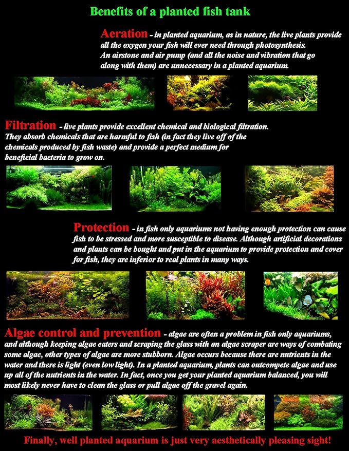 Anubias + Hornwort + Amazon Sword + Java Moss - 4 Types of Easy/Beginner Live Aquarium Plants - Great Selection for Any Tank! Instantly Beautify Your Tank with These Stunning Live Plants! BUY2GET1