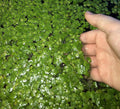 40+ Giant Duckweed (Spirodela polyrhiza) Live Floating Plants for Aquarium or Pond