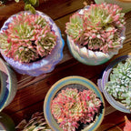 Live Succulent Echeveria Mebina Variegata,3.5 Inches Mini Succulents Plants Live,Bare Root Without Pot Soil,Clustered Live Plants,House Plants for Gift Party Wedding Garden Baby Shower DIY Decor