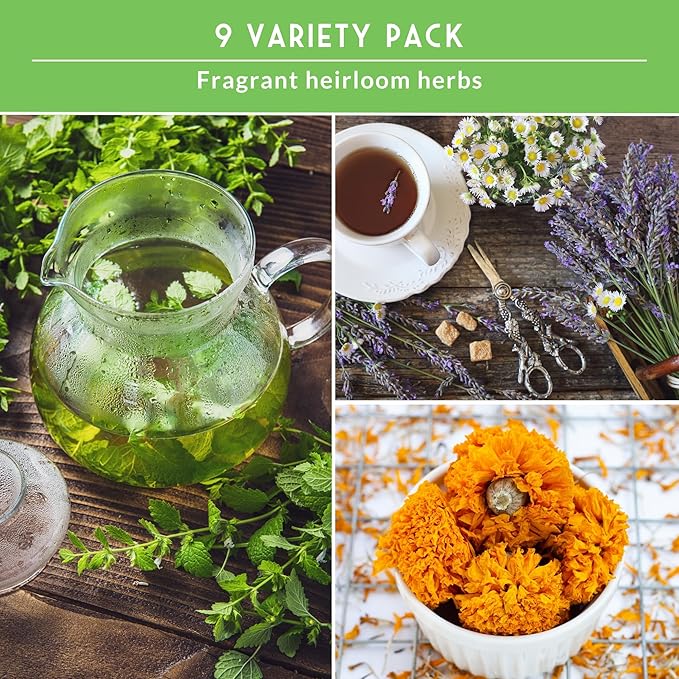 Medicinal Tea Herb Seeds for Planting | 9 Variety Pack of Heirloom, Non-GMO Herbs – Grow Herbal Teas, Natural Remedies – Home Apothecary Garden Kit – Survival Garden Seeds