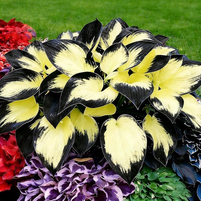 Hosta Seeds for Planting, 290+pcs Rare Perennial Hosta Flower Seeds Plants, Non-GMO Heirloom Long Blooming Plants Shaded Entry Pathway Rare Flowers for Garden Outdoors