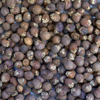Palm Beach Medicinal Herbs - Royal Palm Tree (Roystonea regia) - Packet of 15 Seeds