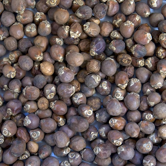 Palm Beach Medicinal Herbs - Royal Palm Tree (Roystonea regia) - Packet of 15 Seeds