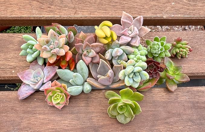 Fat Plants San Diego Miniature Rosette Succulent Cuttings (15)