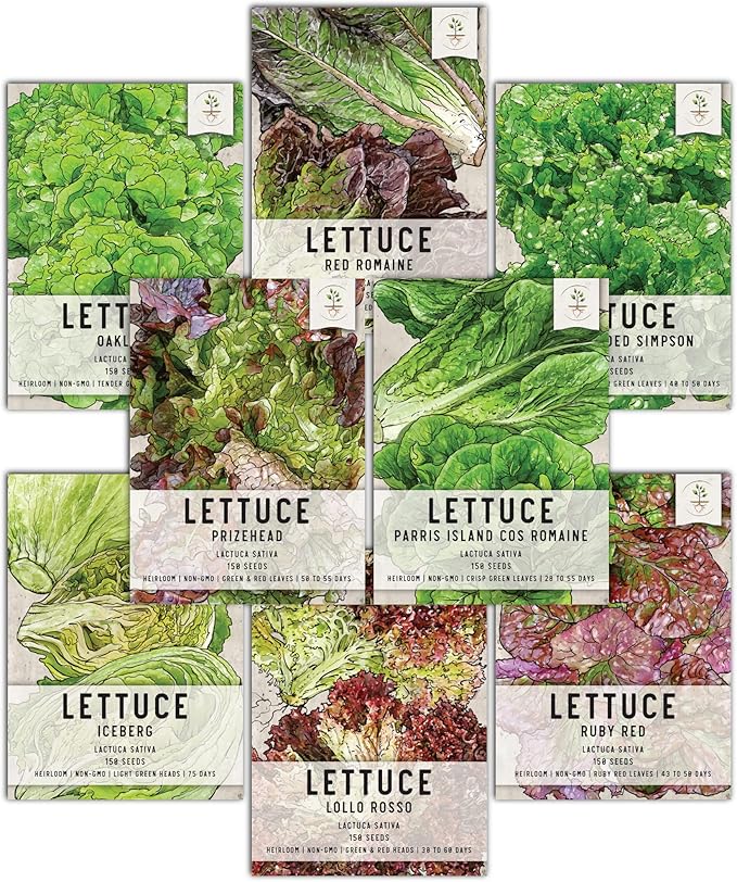 Seed Needs Lettuce Seeds Variety Pack for Planting a Collection of 8 Individual Varieties - Packets Includes Romaine, Iceberg, Oakleaf, Lollo Rosso and More