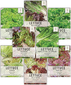 Seed Needs Lettuce Seeds Variety Pack for Planting a Collection of 8 Individual Varieties - Packets Includes Romaine, Iceberg, Oakleaf, Lollo Rosso and More