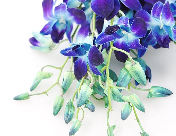 KaBloom - Exotic Sapphire Orchid Bouquet of Blue Orchids Without Vase - Fresh Flowers for Birthday, Valentine's & Mother's Day