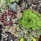 Mountain Crest Gardens Hardy Succulent Variety Pack - 6 Frost-Tolerant Live Plants, Rooted in 2 Inch Pots - Real Outdoor Succulents for Rock Gardens, Landscaping, DIY Arrangements