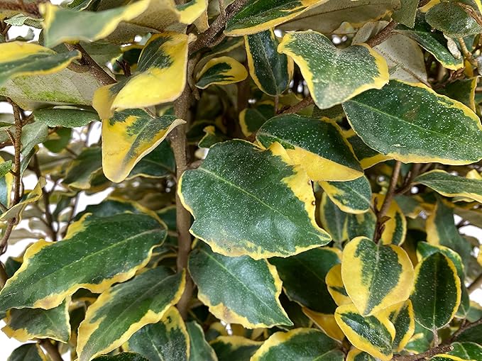Olive Martini Eleagnus - 3 gal - Evergreen Shrub - Variegated Green-Golden Foliage - Spring Summer White Flowers - Vigorous - Zones 6-9 - Elaeagnus x 'Viveleg' PP20177-3 Gallon Pot