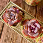 Echeveria Laui Succulent Kit - with Plastic Pot, 1 Head 2" Live Plant, Compressed Soil & Guide, for Garden Indoor Office Desk (1, Echeveria Laui)
