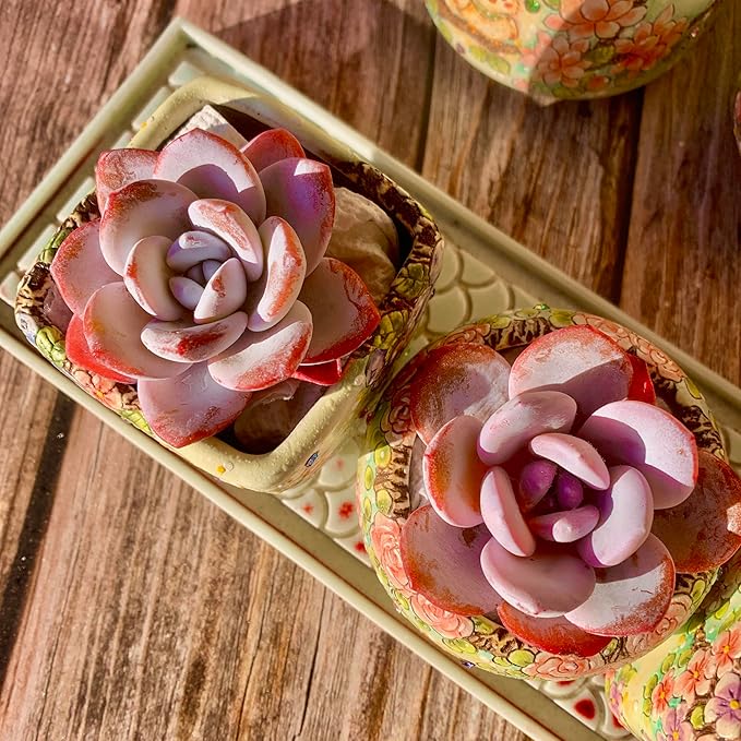 Echeveria Laui Succulent Kit - with Plastic Pot, 1 Head 2" Live Plant, Compressed Soil & Guide, for Garden Indoor Office Desk (1, Echeveria Laui)