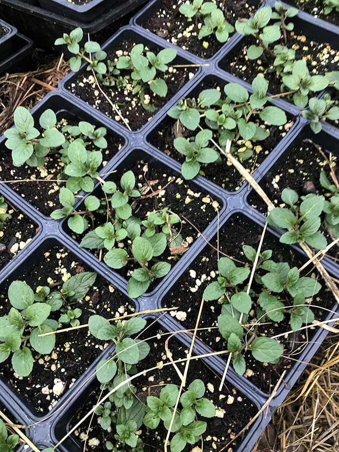 Organic Mint Plant, Peppermint Plant, (Mentha piperita) in 2.5-inch Pot - Excellent for Tea, Perennial Herb, Companion Plant