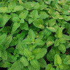 Bonnie Plants Lemon Balm, Live Plants, with Miracle-Gro Pour & Feed Singles Ready-to-Use Plant Food, 4-Pack, Fragrant, Easy-to-Grow, and Great for Container Gardens, 19.3 oz.