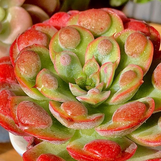 FWPP Live Succulents Plants,Echeveria Succulents Live Plants Rain Drops 2.5 inches Red Rare Plants,Bare Root Without Pot Soil,Live Plants Indoor Party Wedding Garden House Decor Friend Gift