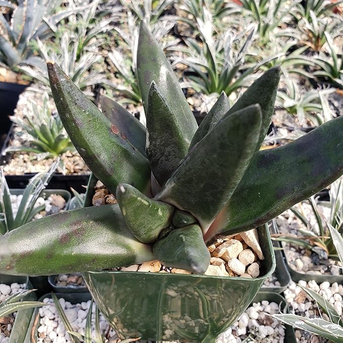 Gasteria nigricans monstrose Cacti Cactus Succulent Real Live Plant