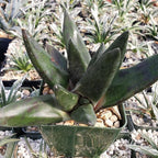 Gasteria nigricans monstrose Cacti Cactus Succulent Real Live Plant