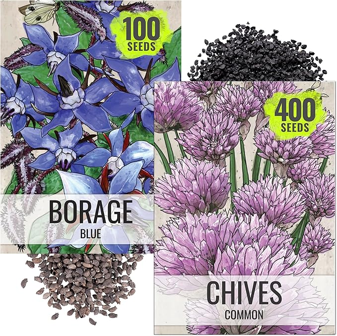 Seed Needs Borage & Chives Seeds for Planting Fresh Kitchen Herbs - Non-GMO Heirloom & Untreated Perennial Herb Seed to Plant a Culinary Garden Indoors or Outdoors (2 Pack Duo)