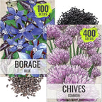 Seed Needs Borage & Chives Seeds for Planting Fresh Kitchen Herbs - Non-GMO Heirloom & Untreated Perennial Herb Seed to Plant a Culinary Garden Indoors or Outdoors (2 Pack Duo)