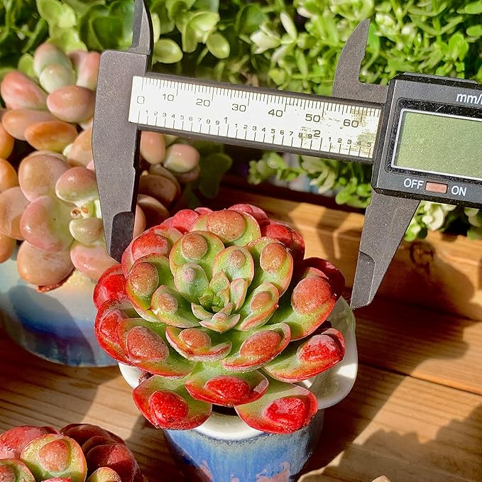 FWPP Live Succulents Plants,Echeveria Succulents Live Plants Rain Drops 2.5 inches Red Rare Plants,Bare Root Without Pot Soil,Live Plants Indoor Party Wedding Garden House Decor Friend Gift