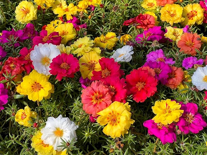 100 Mixed Colors Portulaca Moss Rose Grandiflora Flower Seeds