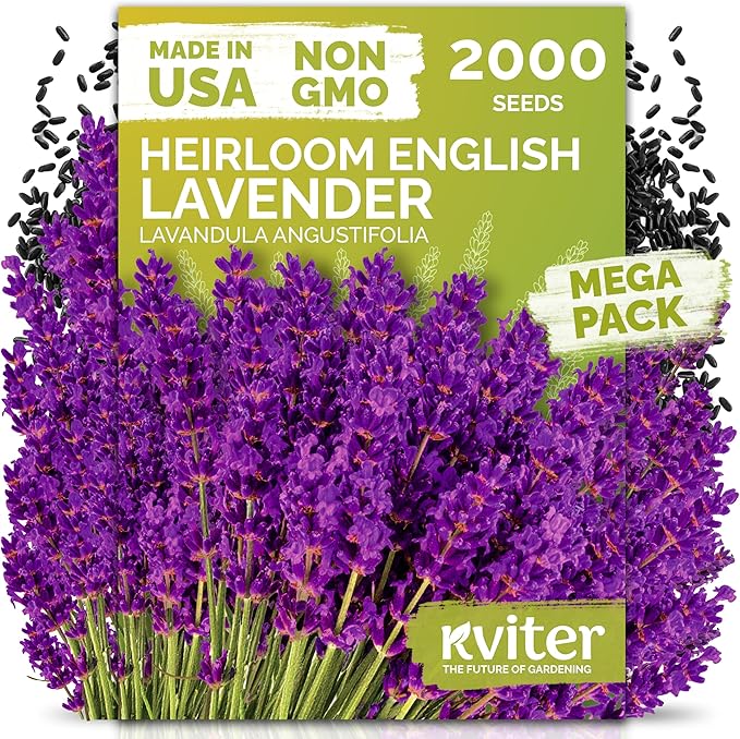 KVITER 2000 English Lavender Seeds for Planting Outdoor & Indoor (Lavandula angustifolia) – True Lavender Flowers, Heirloom Perennial, Non-GMO – Organic Herb Seeds for Outdoor Garden, Flower Beds
