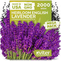KVITER 2000 English Lavender Seeds for Planting Outdoor & Indoor (Lavandula angustifolia) – True Lavender Flowers, Heirloom Perennial, Non-GMO – Organic Herb Seeds for Outdoor Garden, Flower Beds