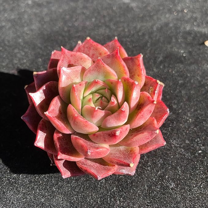 FWPP Succulents Plants Live Echeveria Small Conch,Mini Succulents Red 3 inches Mini Succulents,Bare Root Without Pot,Succulent Plant Live Decoration Plant Gifts