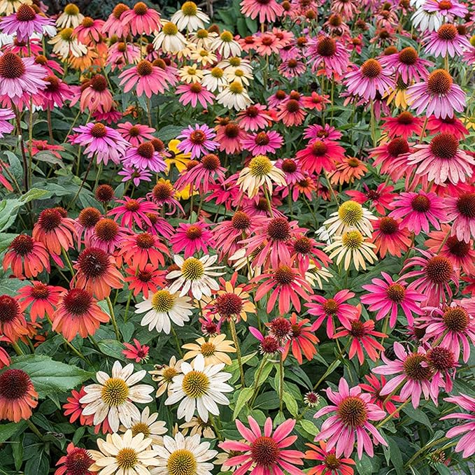 800 Mixed Coneflower Seeds - Echinacea Flower Perennial Chrysanthemum Bloom Flowers Rare Plant Flower Seed Coneflower Seeds