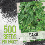 Seed Needs Sweet Basil & Italian Oregano Seeds for Planting Fresh Kitchen Herbs - Non-GMO Heirloom & Untreated Perennial & Annual Herb Seed to Plant a Culinary Garden Indoors or Outdoors (2 Pack Duo)