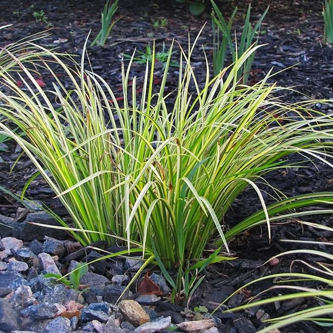 Golden Sweet Flag, a Great Live Pond Plant for Your Water Garden. Filters koi and Goldfish Ponds. Good for Bogs, Plant Shelf or Shallow Water This marginal Aquatic is a Real Beauty
