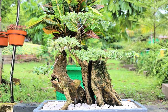 CZ Grain Heavy Duty Outdoor Bonsai Pot - 18in Pot w Drain Holes and Tray for Handling The Outdoor Weather